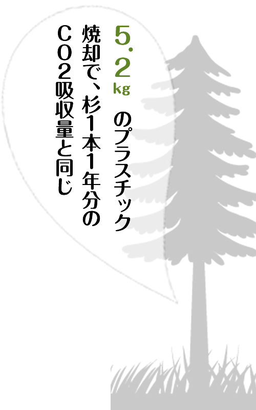 杉の木が吸収する約4ヶ月分のCO2量